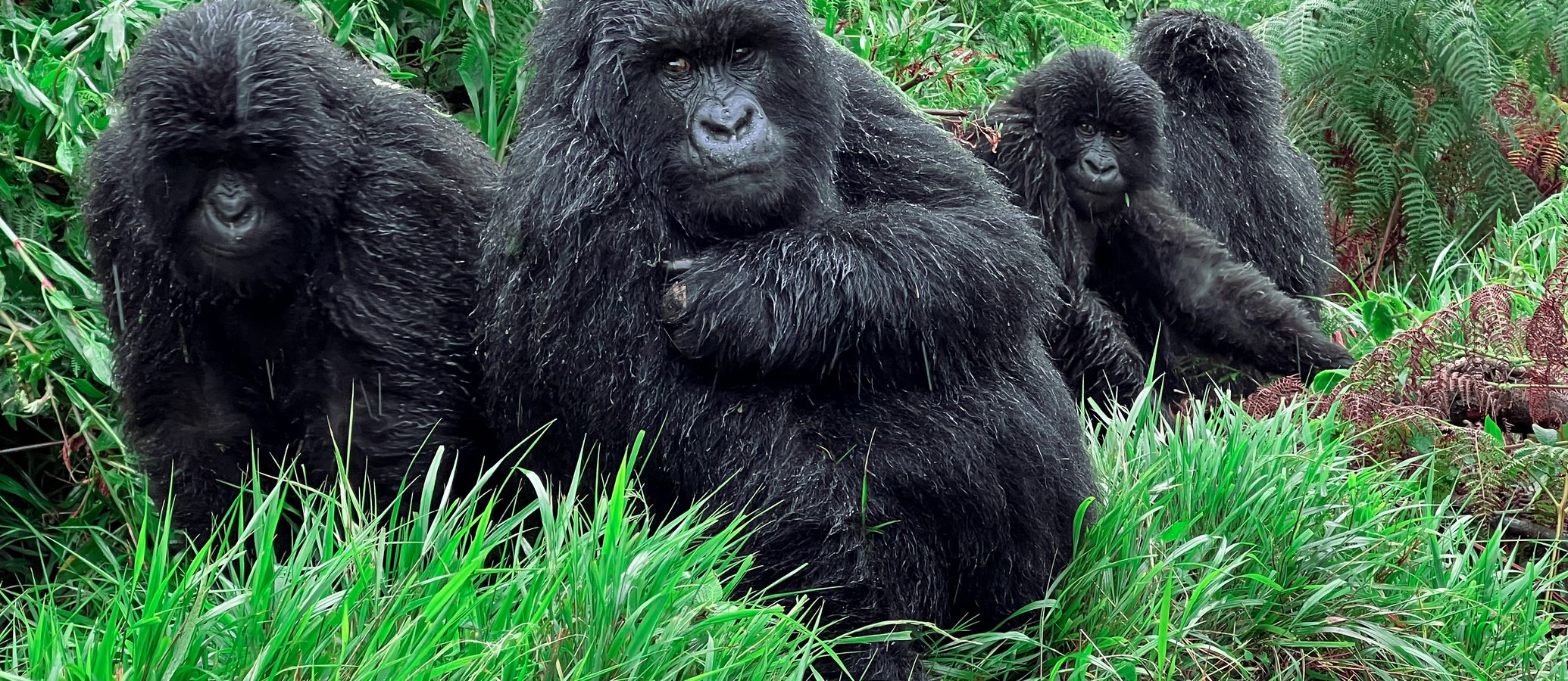 Gorilla trekking hero image