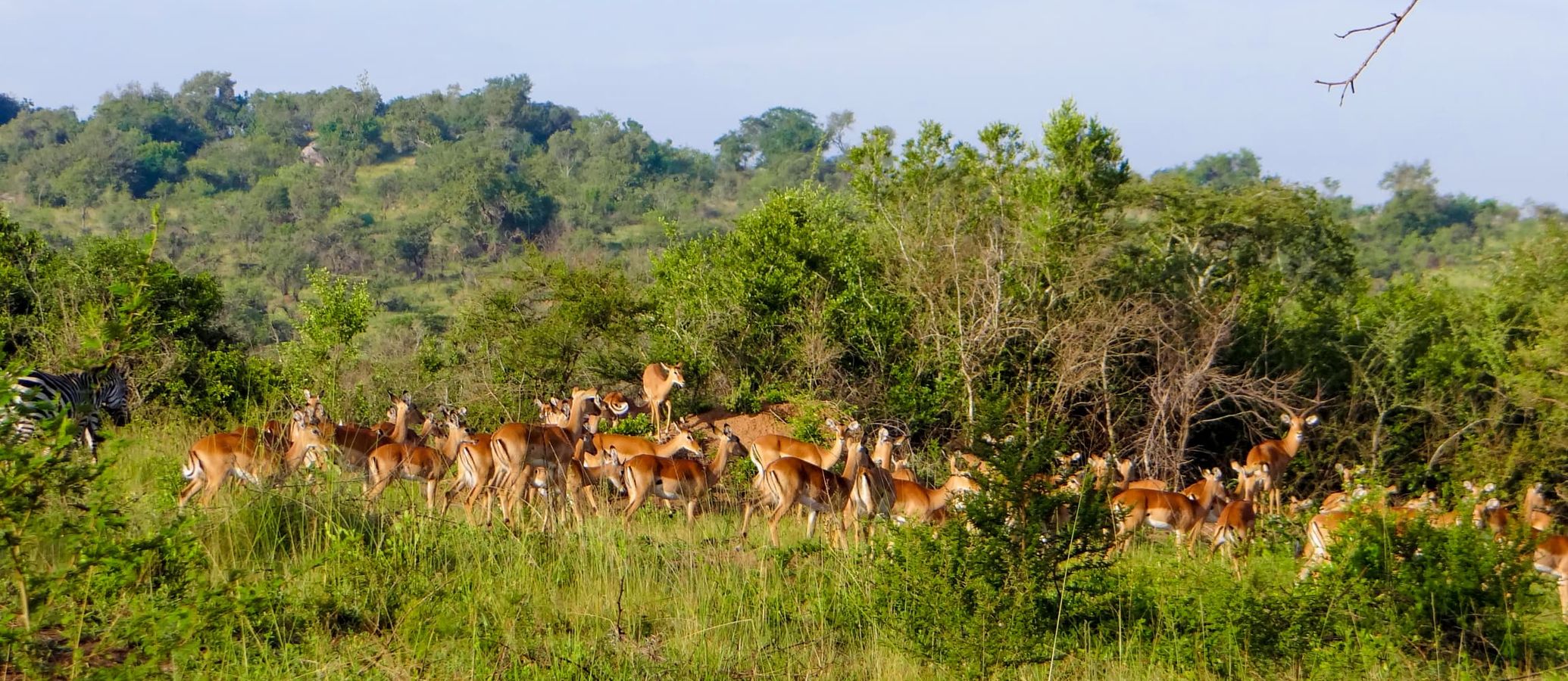 Lake Mburo National Park safari experience in Uganda